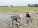 Koramil Sukodono Bantu Tanam Padi
