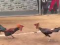 Aktivitas Judi Sabung Ayam di Desa Watu Kenongo Beromzet Puluhan Juta Rupiah