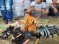 Berkunjung ke Desa Kendalrejo, Kok Marak Aktivitas Judi Sabung Ayam