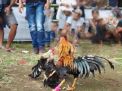 Judi Sabung Ayam di Desa Kendalrejo Marak Jelang Ramadhan