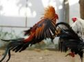 Marak Judi Sabung Ayam di Wilayah Panceng