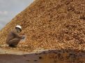 Kayu Chip Seberat 34.700 Ton Asal Kaltim Bersiap Berlayar ke Tiongkok