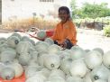 Panen Raya Melon di Desa Tagungguh, Bangkalan