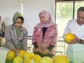 Petani Urban di Surabaya Unjuk Kesuksesan Memproduksi Golden Melon