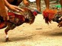 Polres Mojokerto Kota Kurang Greget Tertibkan Judi Sabung Ayam di Desa Wates