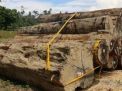 Tim SPORC dan Korwas PPNS Polda Papua Amankan Kayu Ilegal di Papua