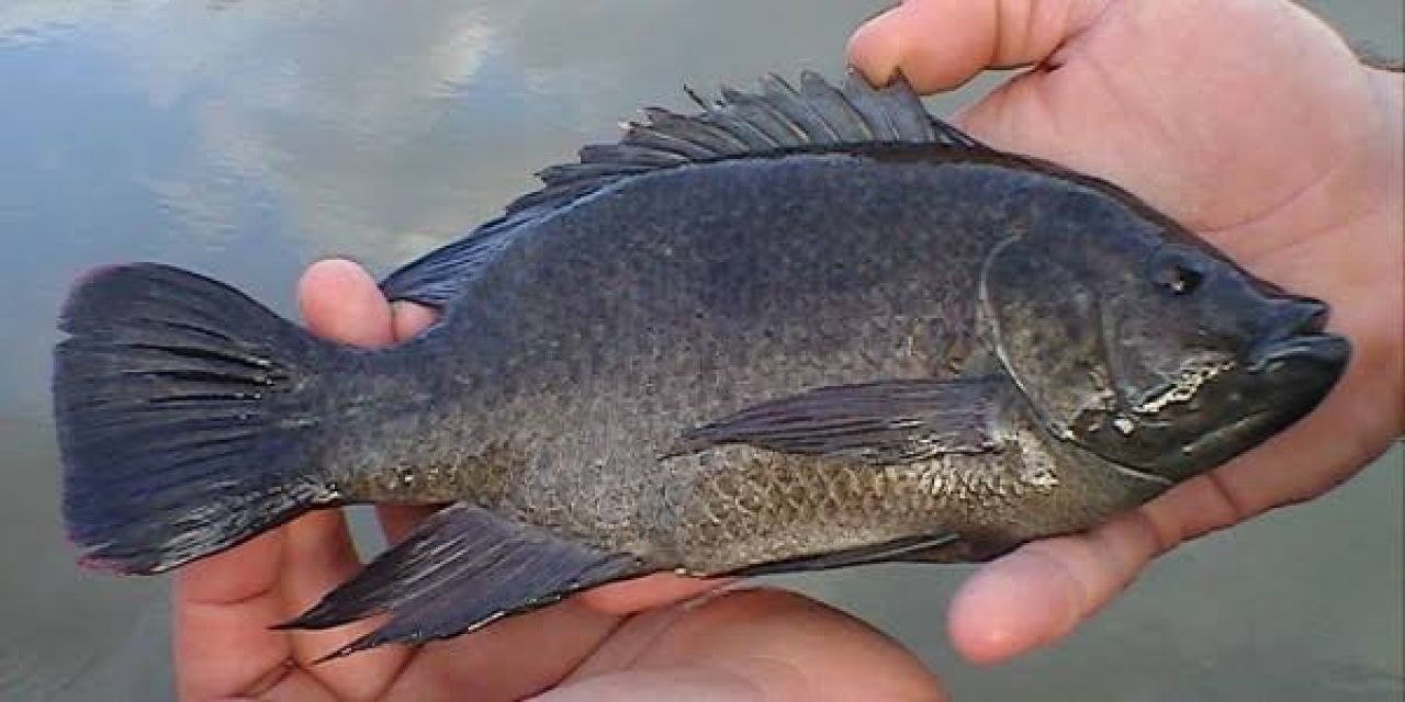 Asal Muasal Ikan Mujair