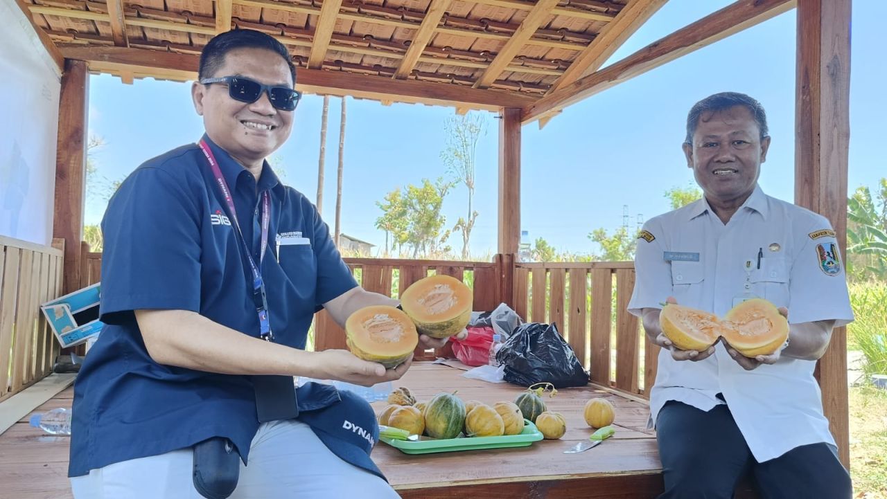 Manajeman BSI dan M Mahmud panen blewah Banaran