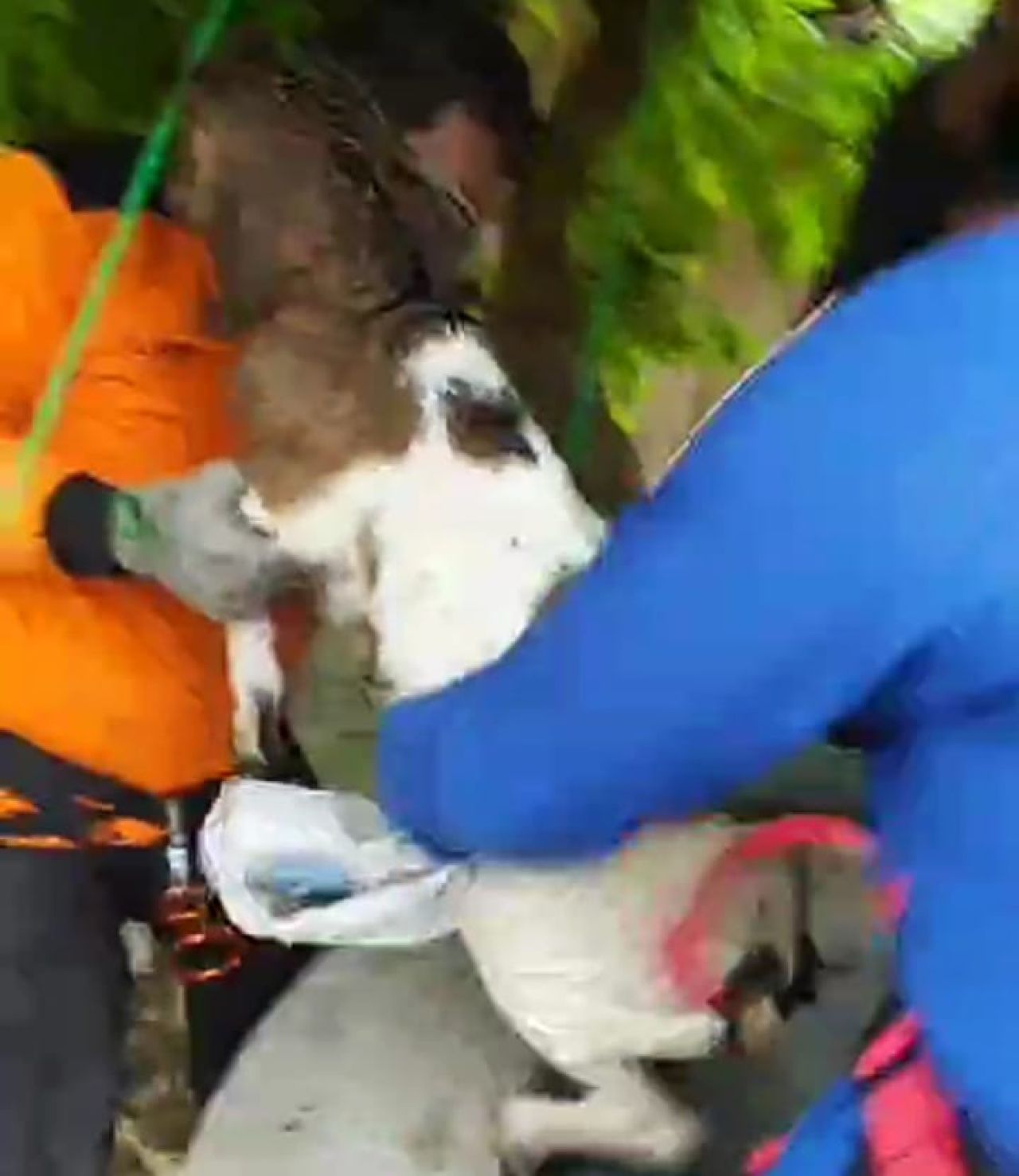 Damkar Selamatkan Kambing 'Terjebak Ranjau', Terjerumus Masuk Sumur 17 Meter di Ngawi
