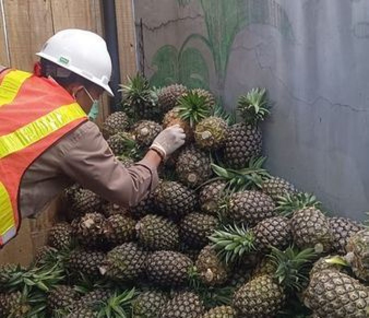 Bikin Arab Saudi Ketagihan, Nanas Sipahutar Kembali Diekspor