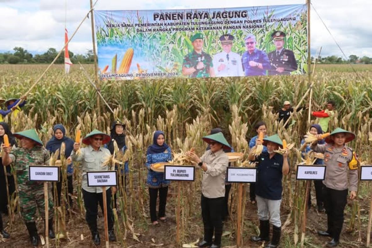 Penyerahan Hibah Kompetitif Program YESS dan Pelaksanaan Panen Jagung