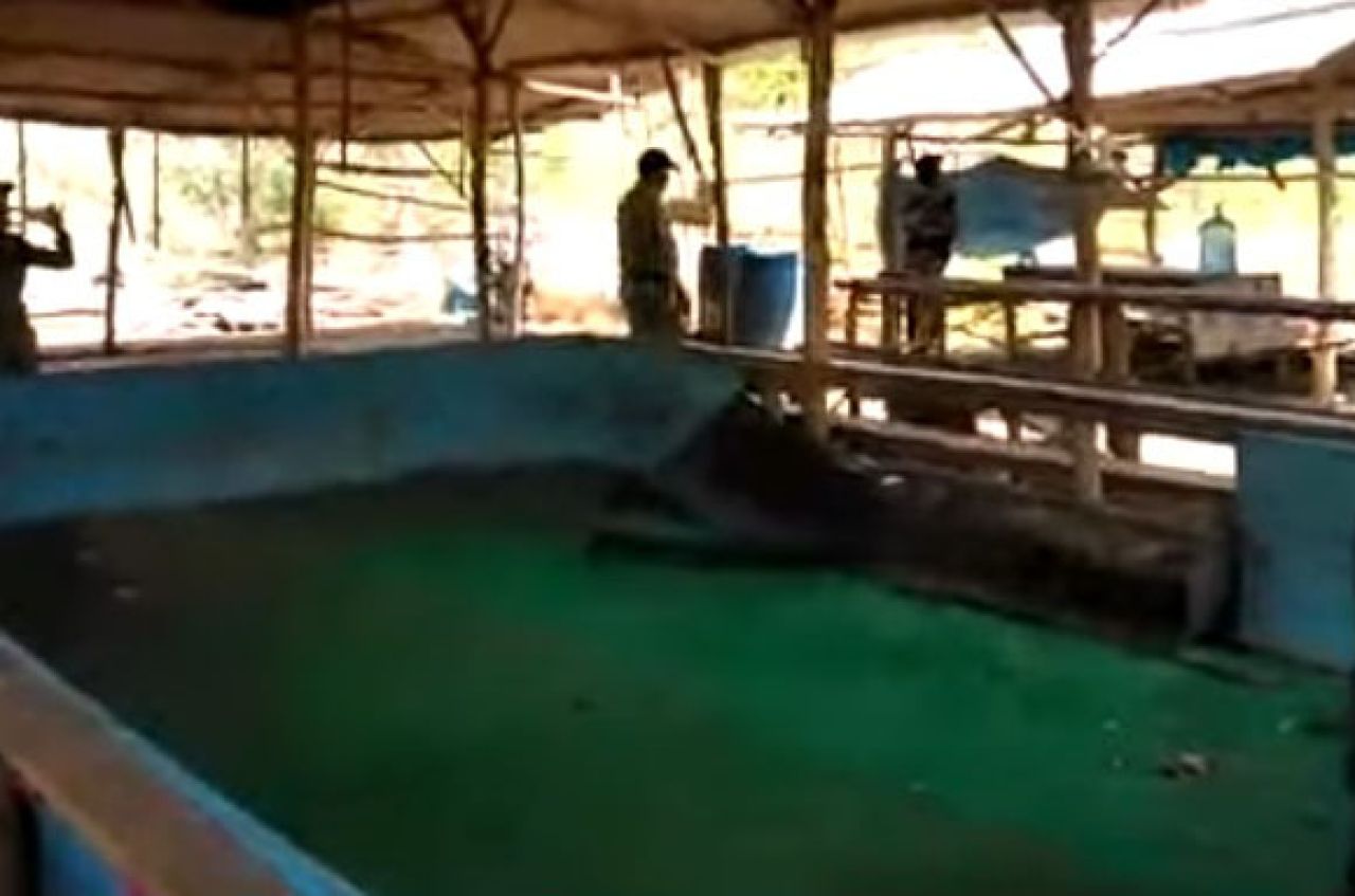 Arena sabung ayam. (foto ilustrasi)