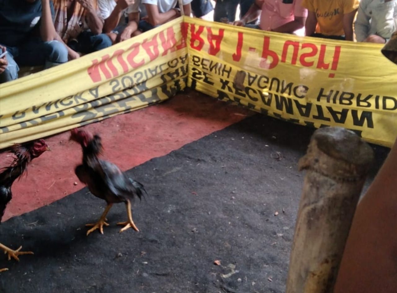 Arena sabung ayam saat masih buka