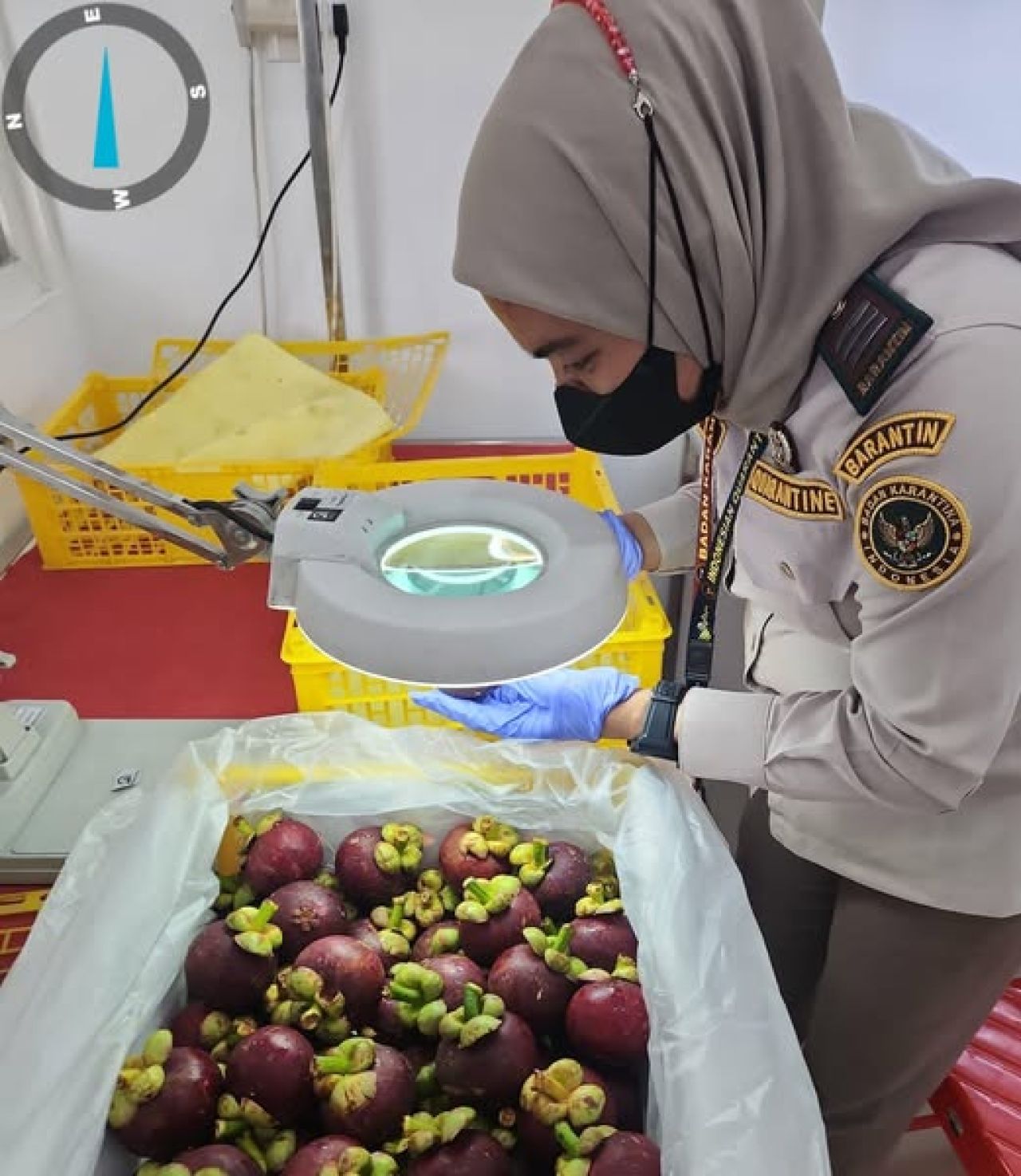 Petugas Karantina memeriksa kemasan manggis