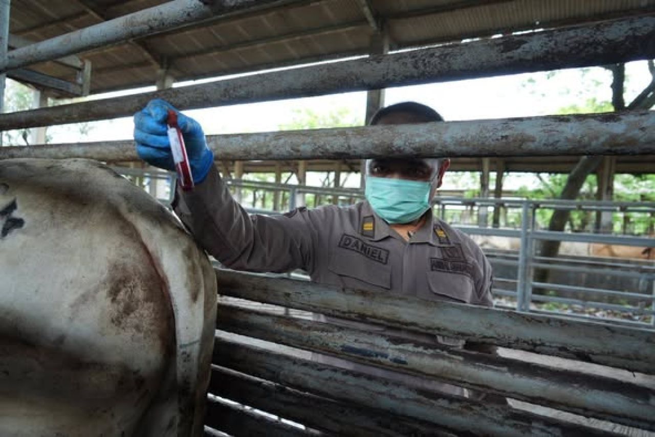 Pemeriksaan Sapi Impor