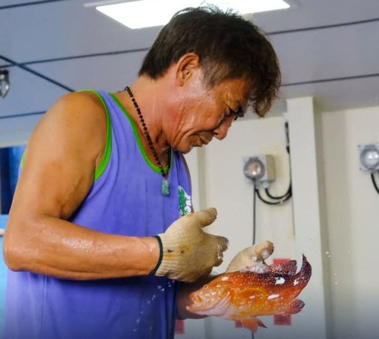 Pengecekan ikan kerapu yang mau diekspor