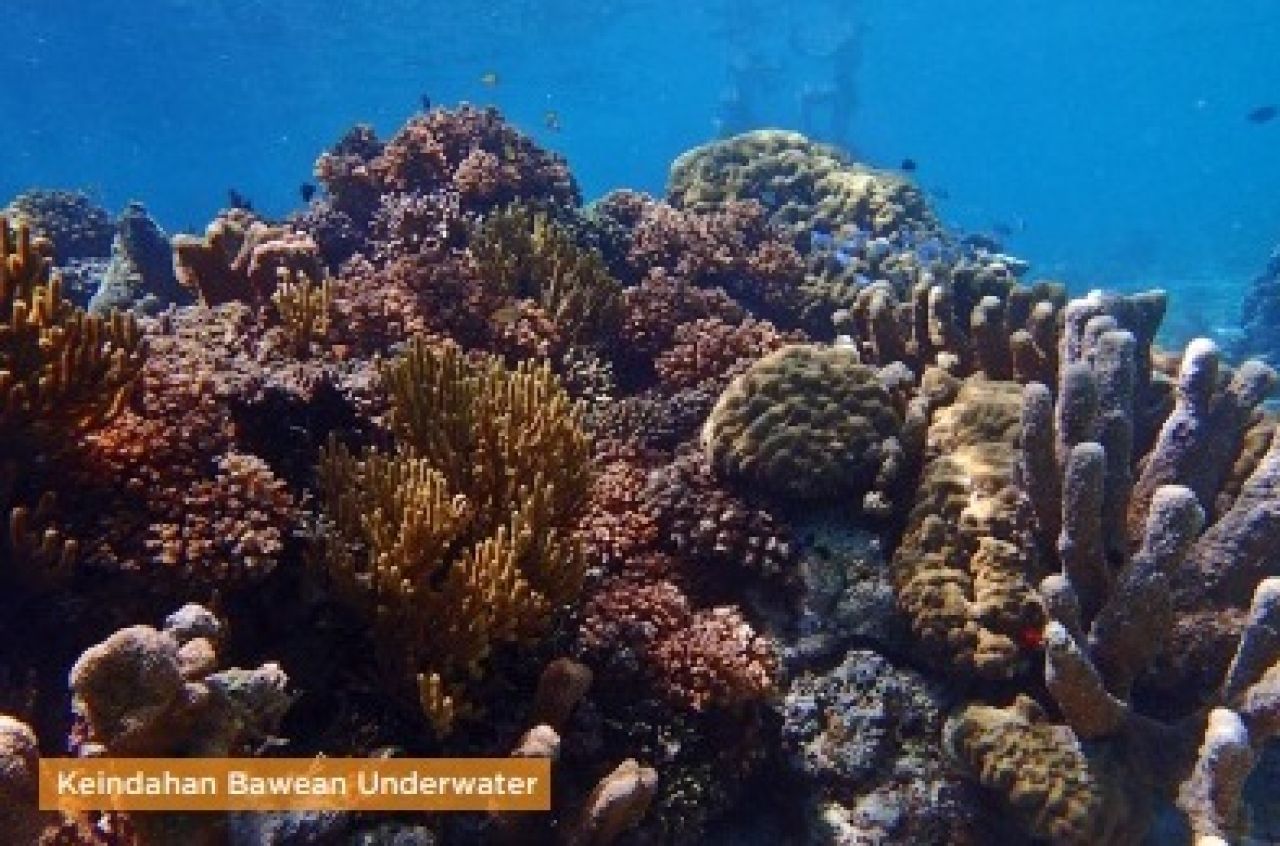 Bawean Underwater