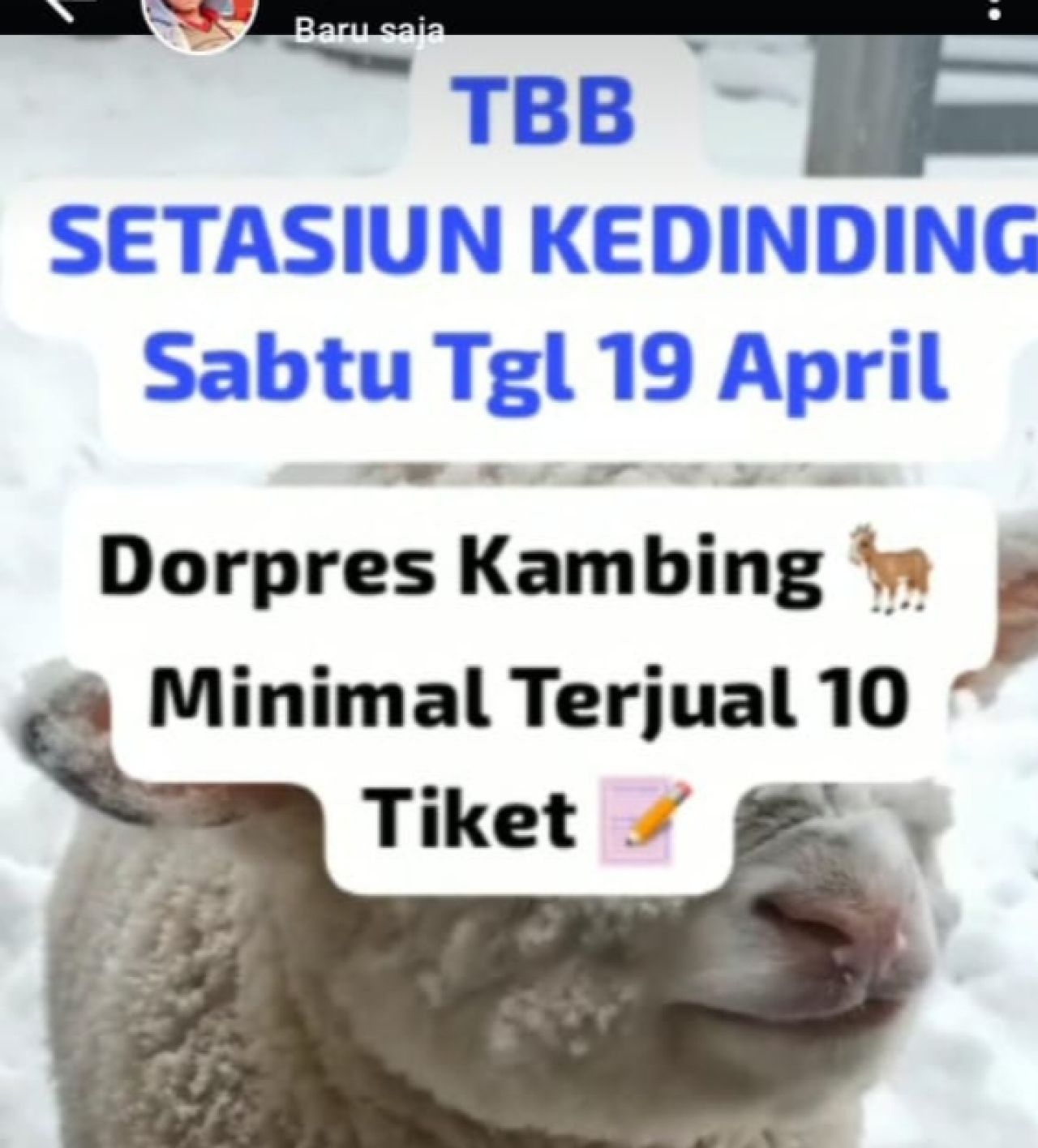 Sabung Ayam di Desa Kedinding Sidoarjo Berhadiah Kambing