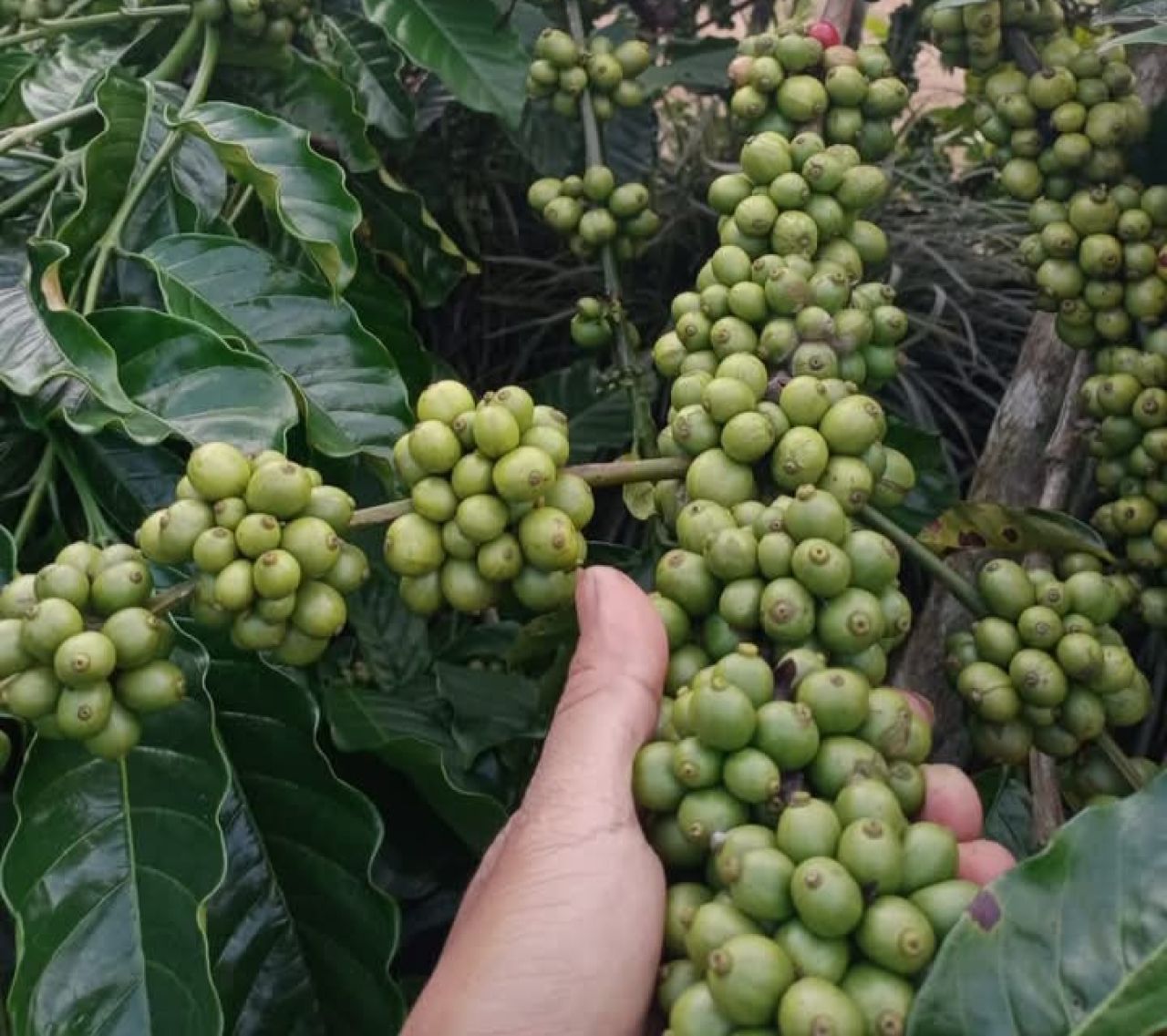 Perusahaan Buyer asal Kanada yang Sering Impor Biji Kopi Robusta dari Indonesia