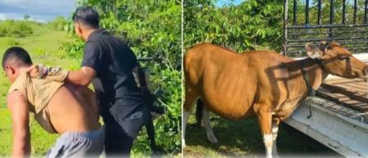 Pencuri Sapi Nyaris Dibakar Massa di Desa Wakambangura 2