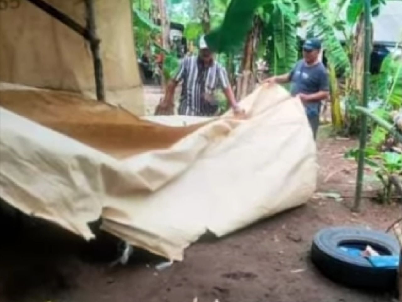 Tidak Ada Pelaku yang Diproses Hukum, Sabung Ayam di Desa Klurahan Buka Lagi