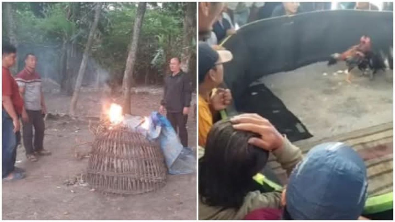 Polsek Krian Grebek Arena Sabung Ayam di Desa Terik Tanpa Tangkap Pelaku