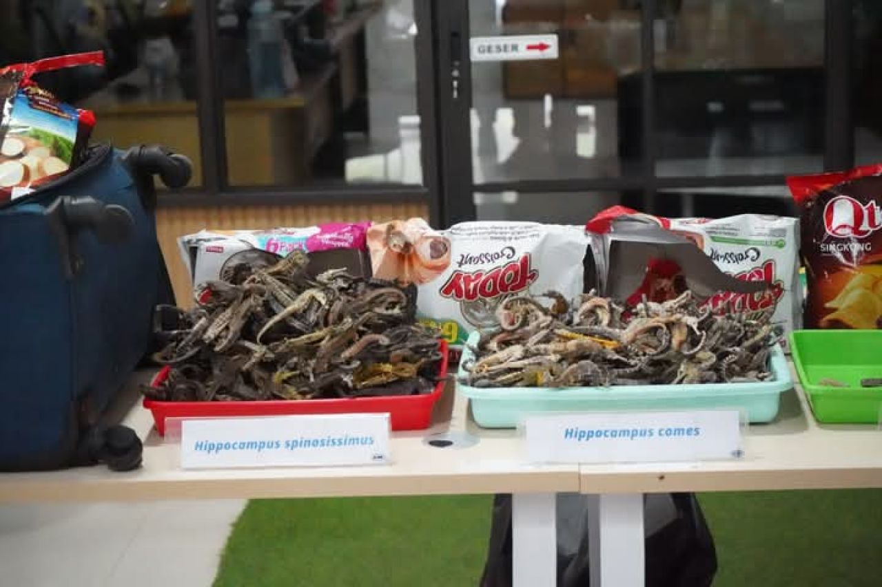 Karantina Kepulauan Riau Bersinergi Gagalkan Penyelundupan Kuda Laut Kering
