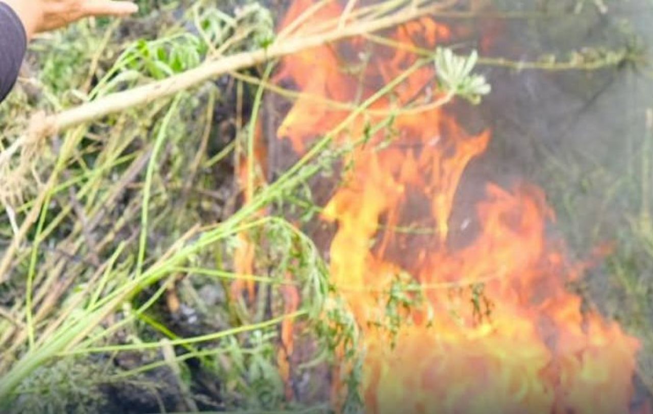 BNN Musnahkan 3 Hektar Ladang Ganja di Aceh