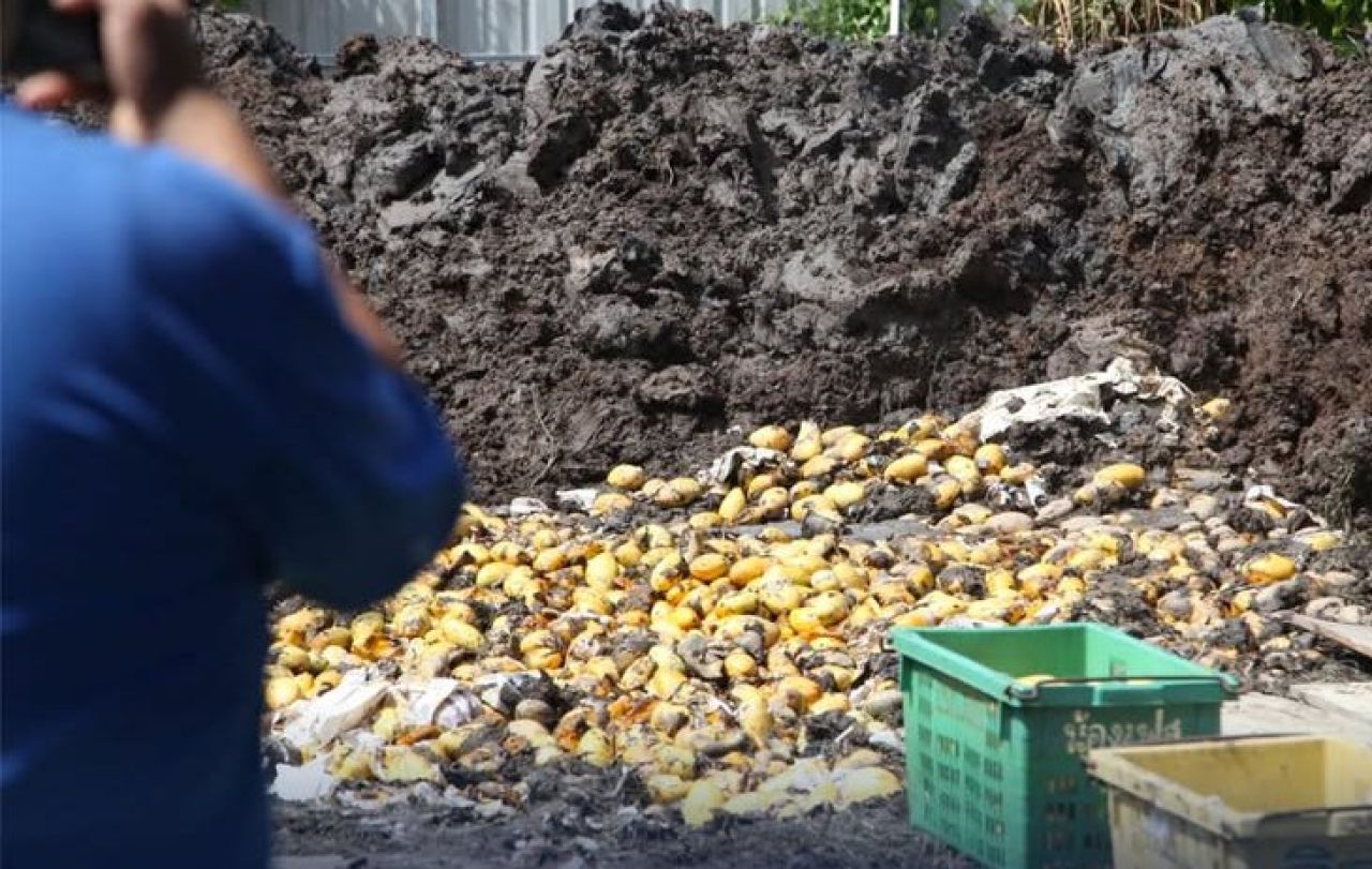 Denpom Pekanbaru Gagalkan Penyelundupan 1.400 Keranjang Mangga Thailand