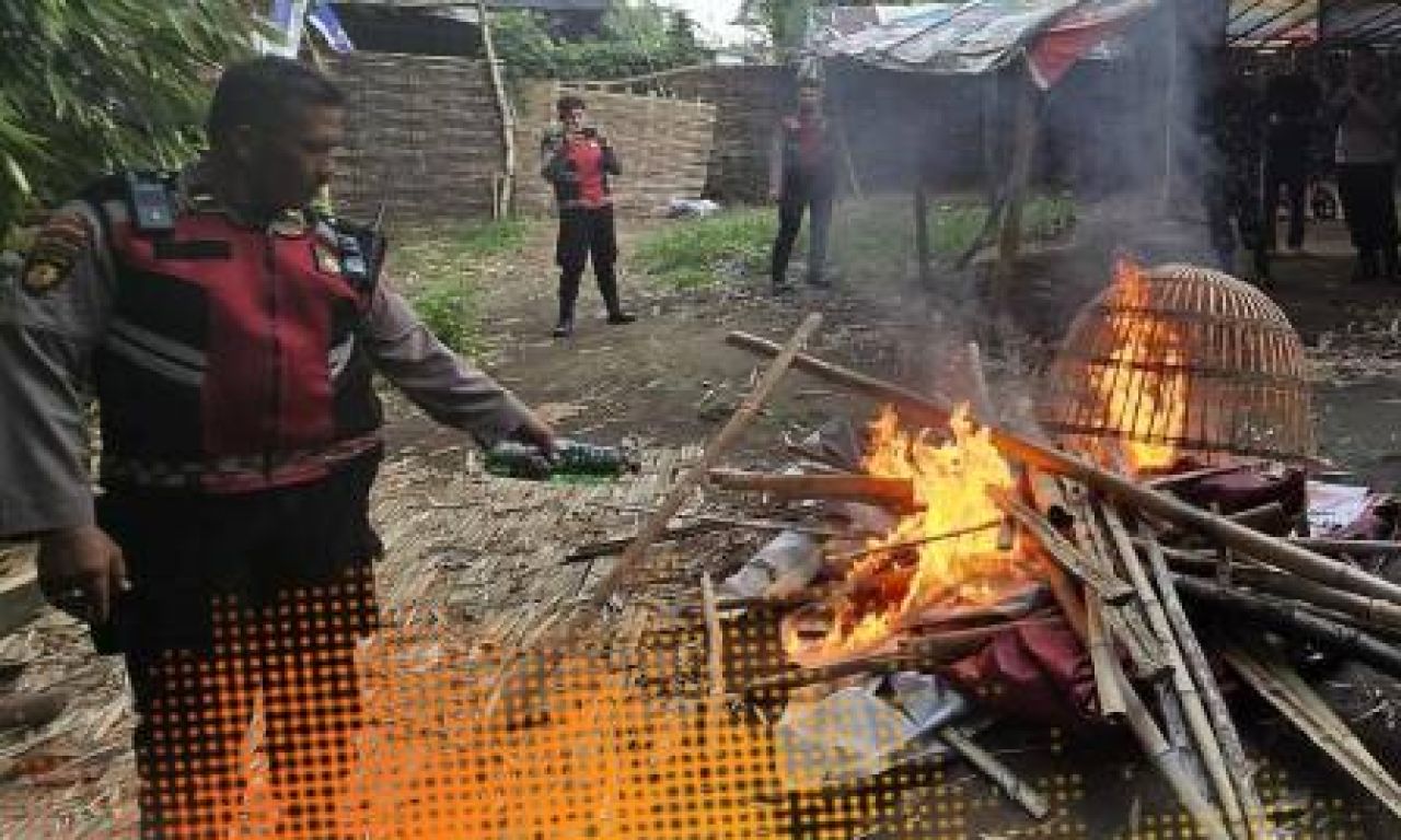 Sabung Ayam di Desa Modongan dan Desa Temon Digrebek Polres Mojokerto