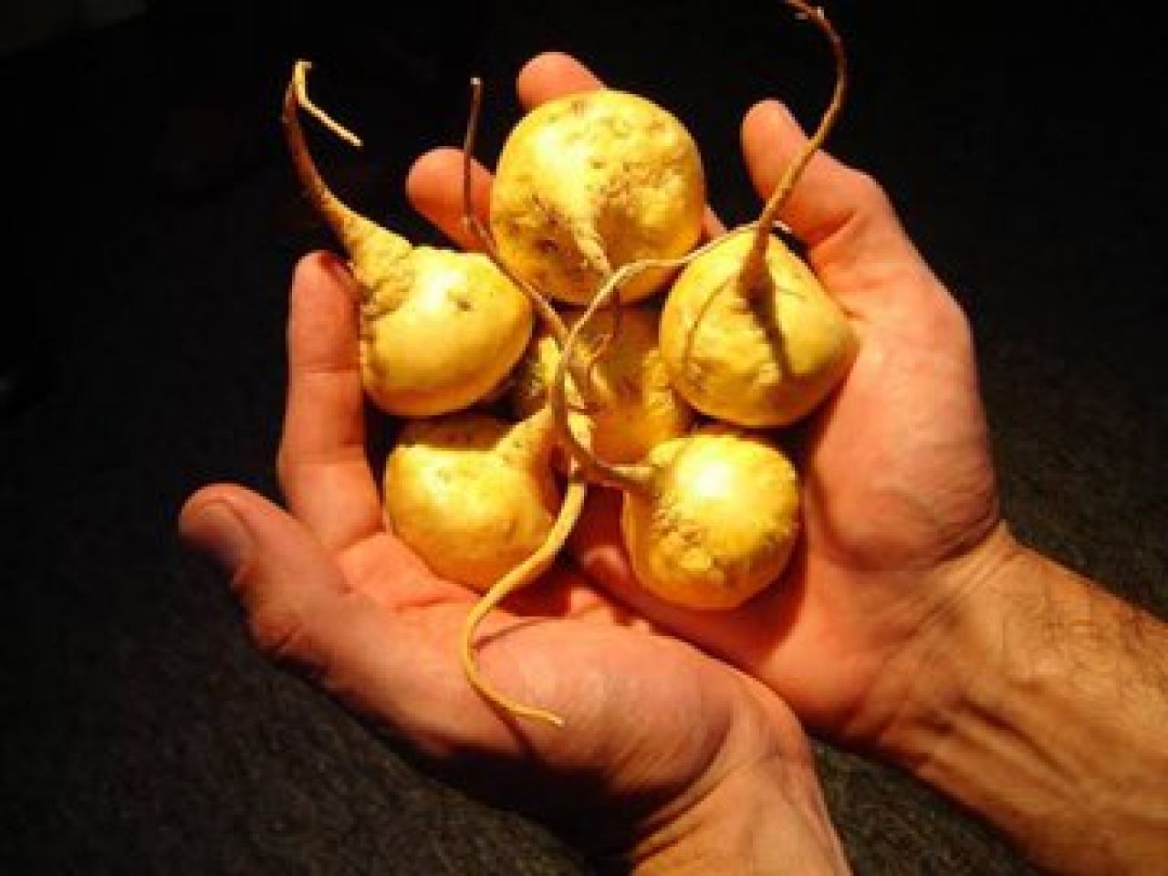 Maca