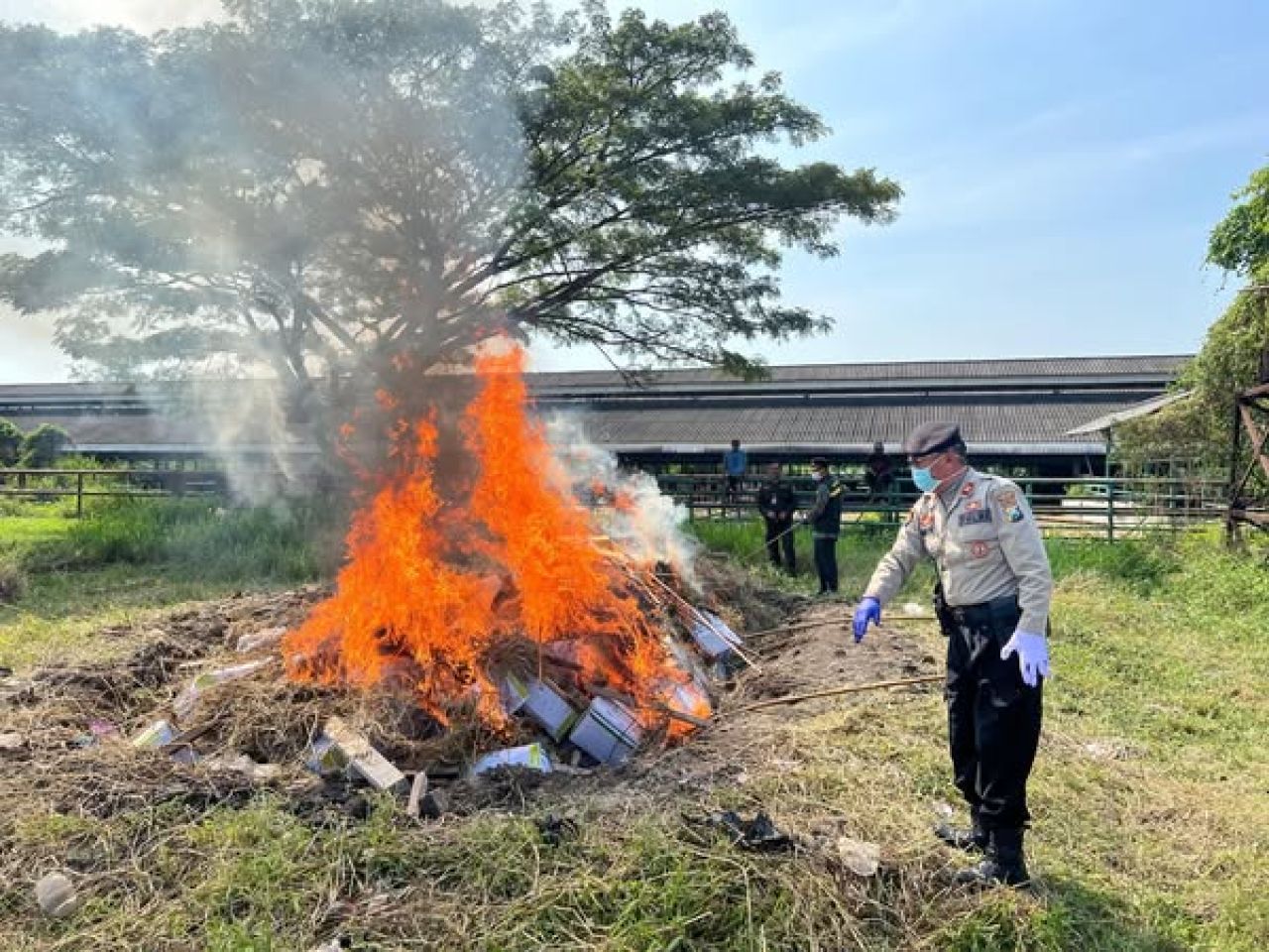 Pemusnahan benih jagung manis dari Thailand