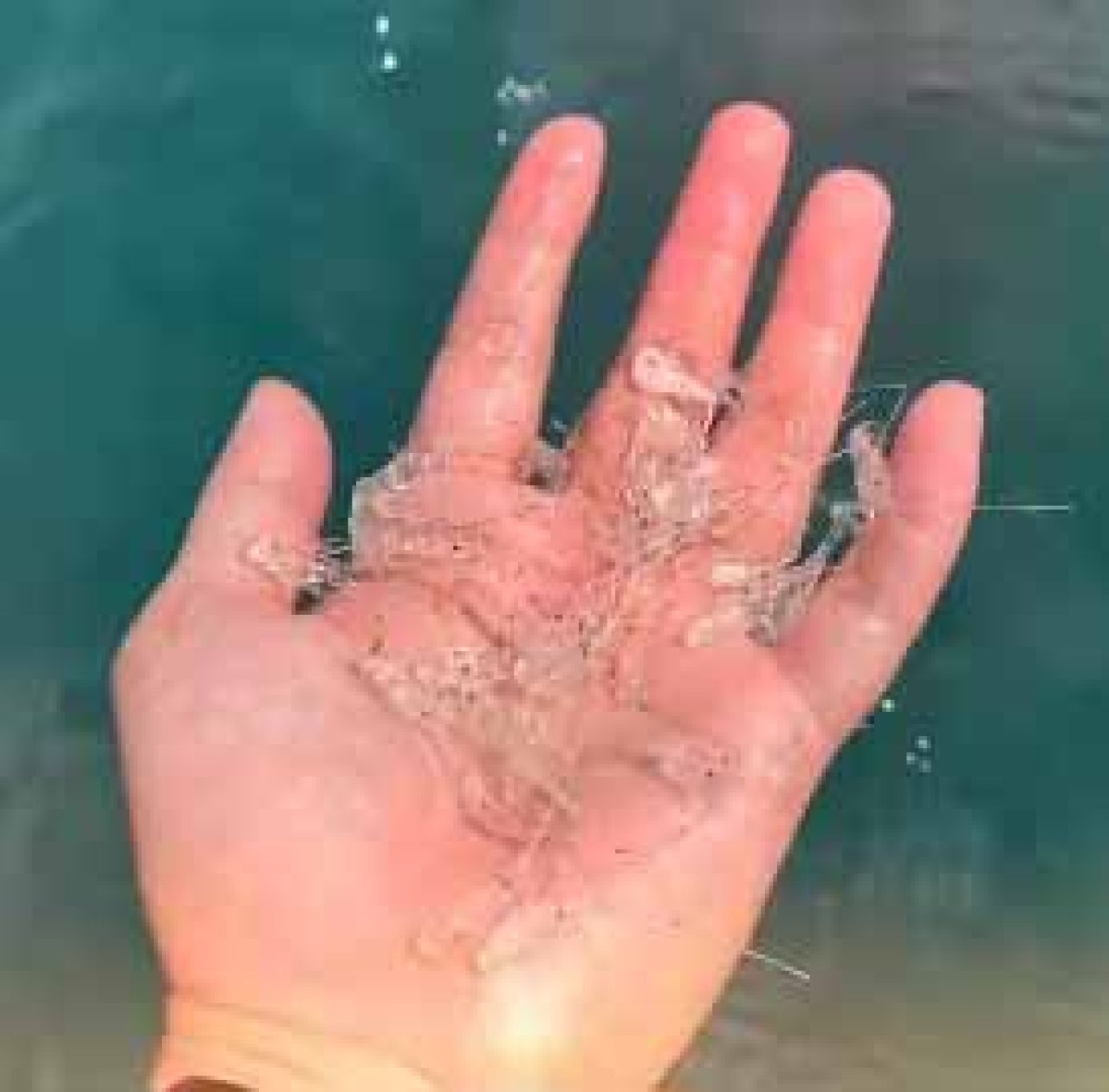 Benih Bening Lobster