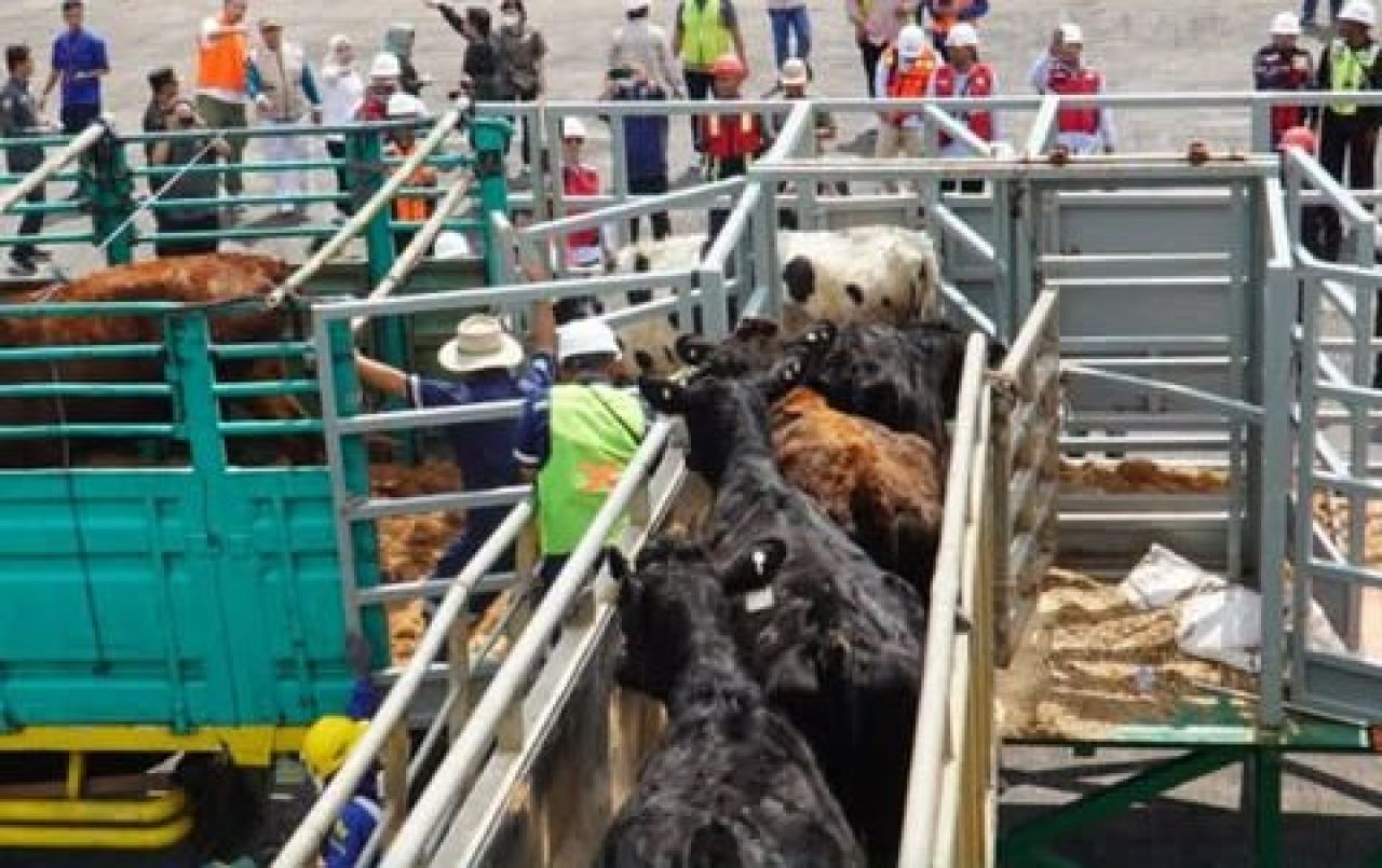Impor sapi di  Pelabuhan Tanjung Tembaga
