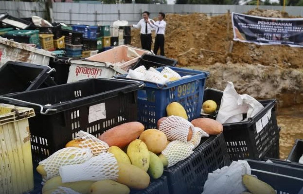 Mangga asal Malaysia