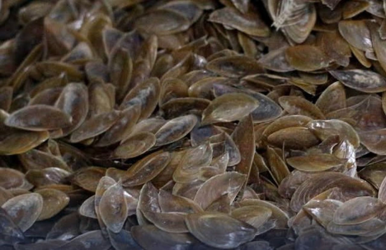 Produk kelopak tutup kerang