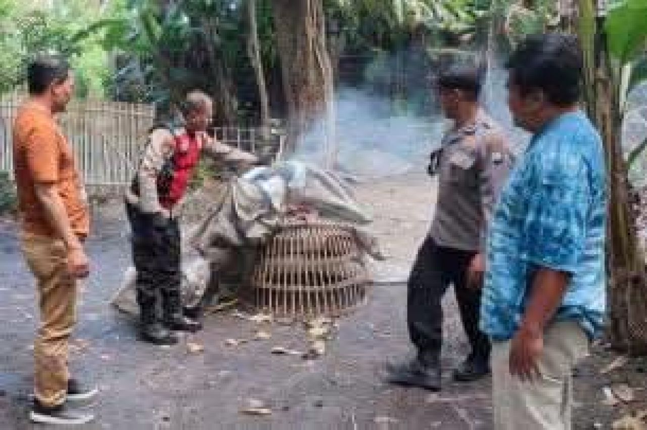 Arena sabung ayam dibakar oleh petugas Polsek Balongbendo