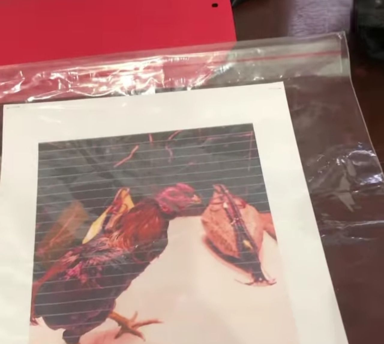 Barang bukti sabung ayam di Desa Perning