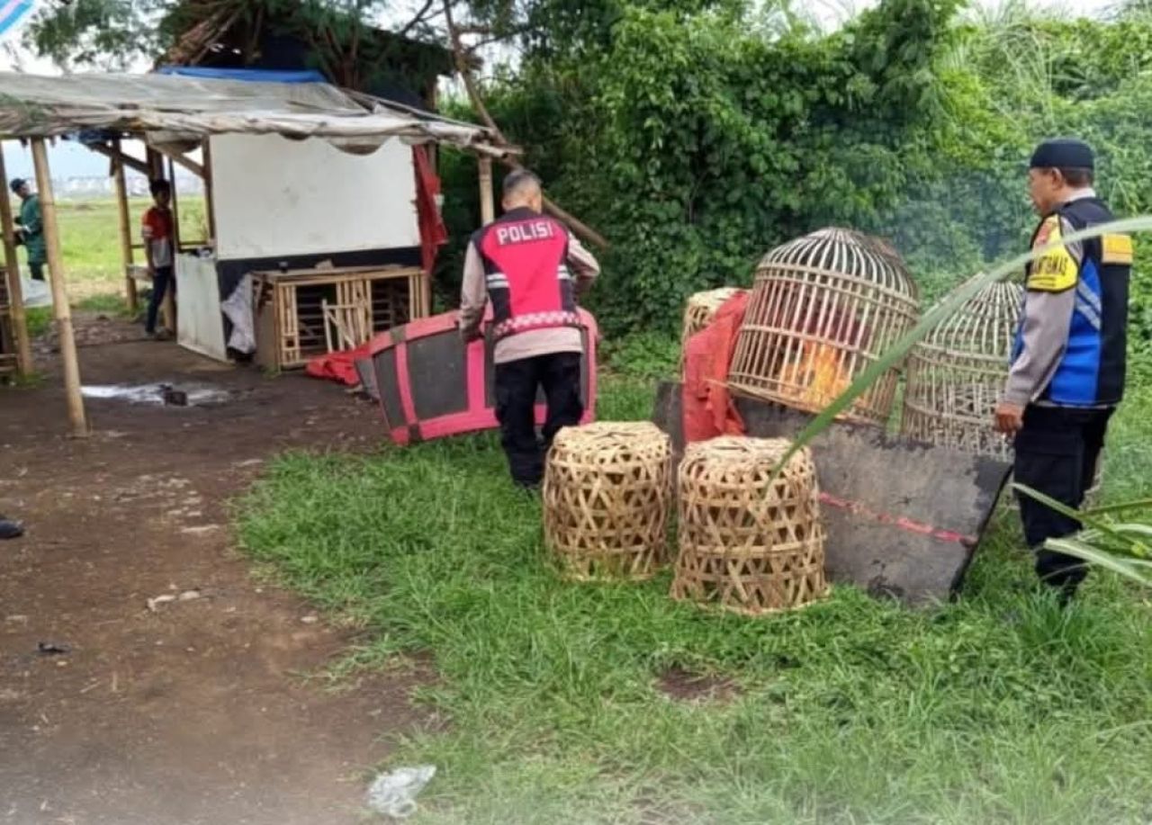 Pembongkaran sarana sabung ayam