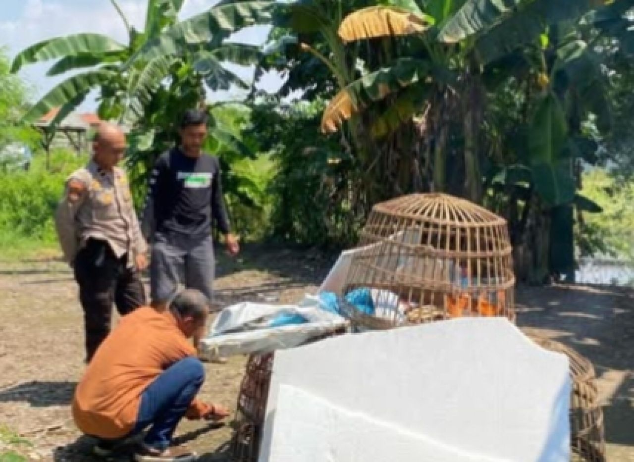 Petugas Polsek Sedati membongkar arena sabung ayam