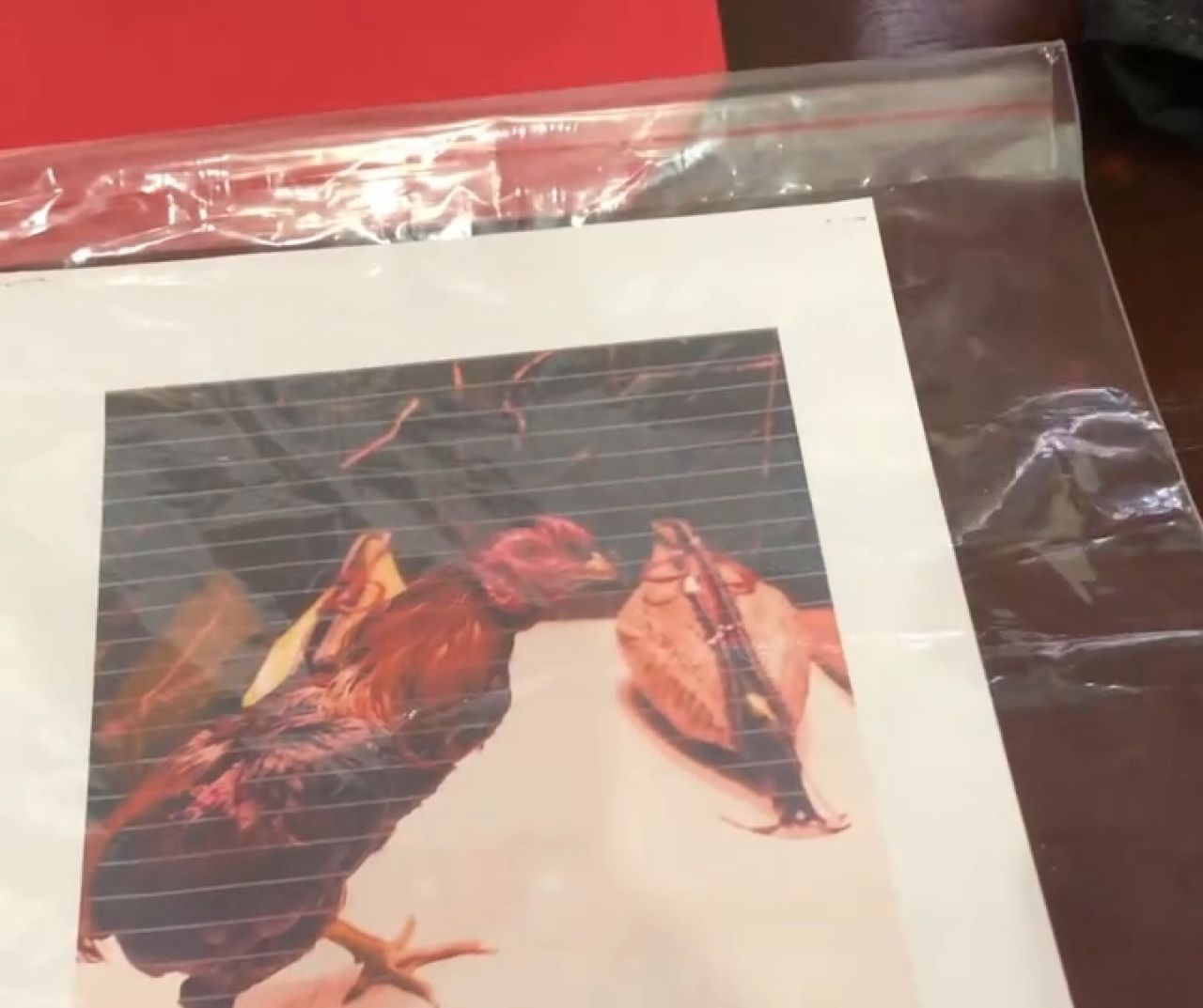 Foto barang bukti sabung ayam di Desa Perning