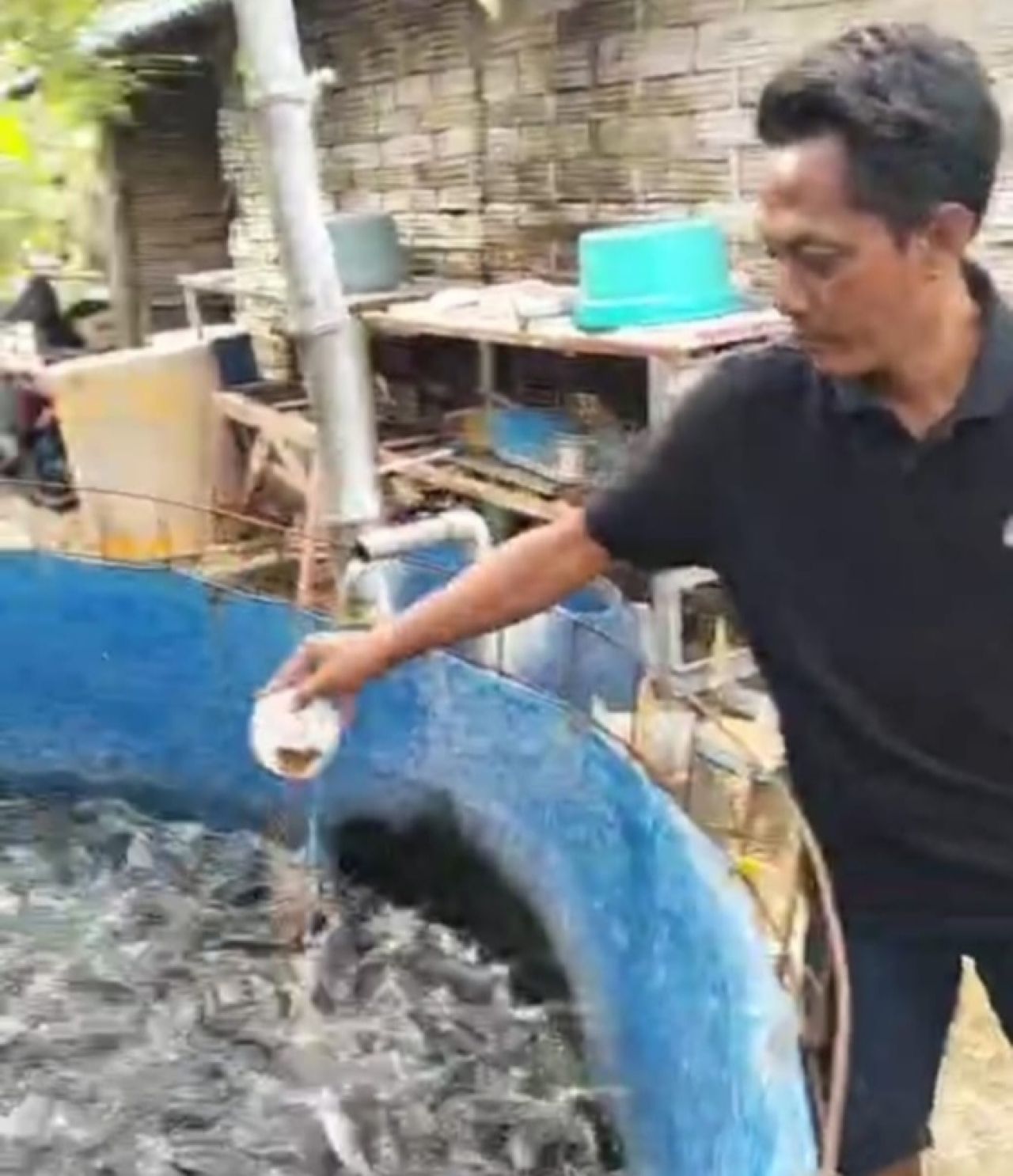 Hendro Iswanto memberi pakan lele
