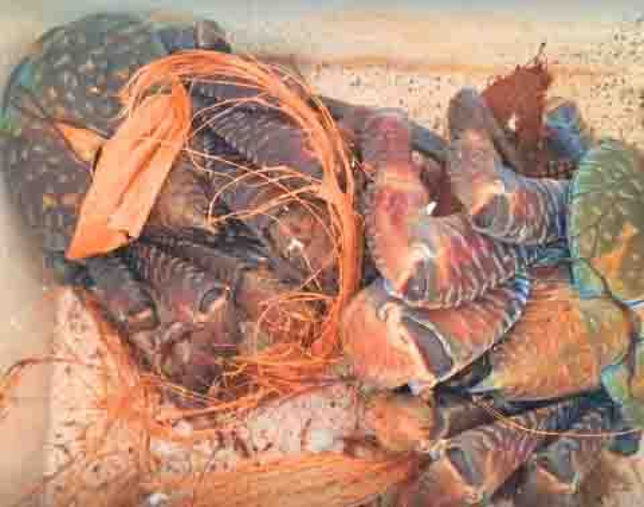 Kepiting Ketam Kenari