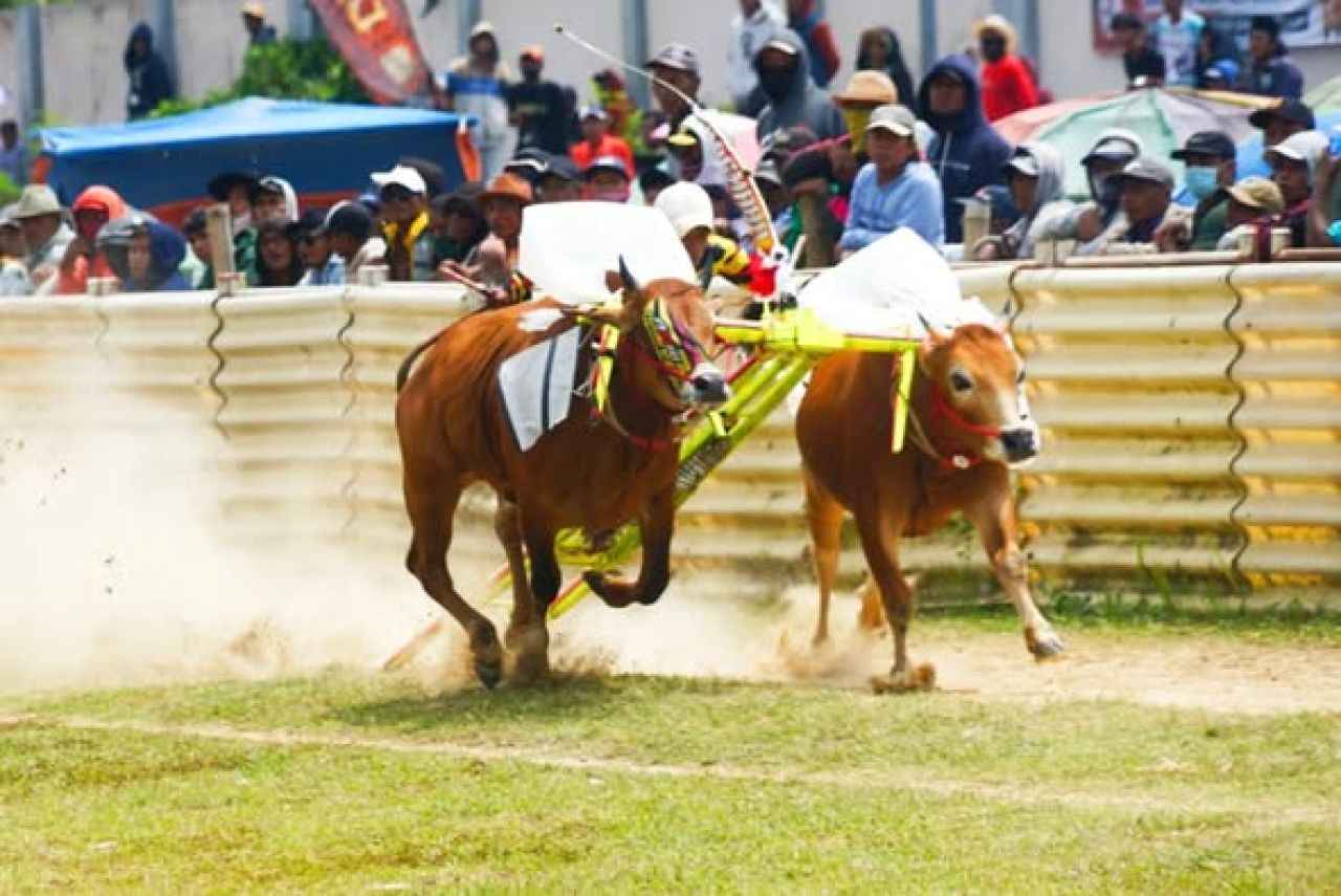 Kerapan sapi di Bangkalan