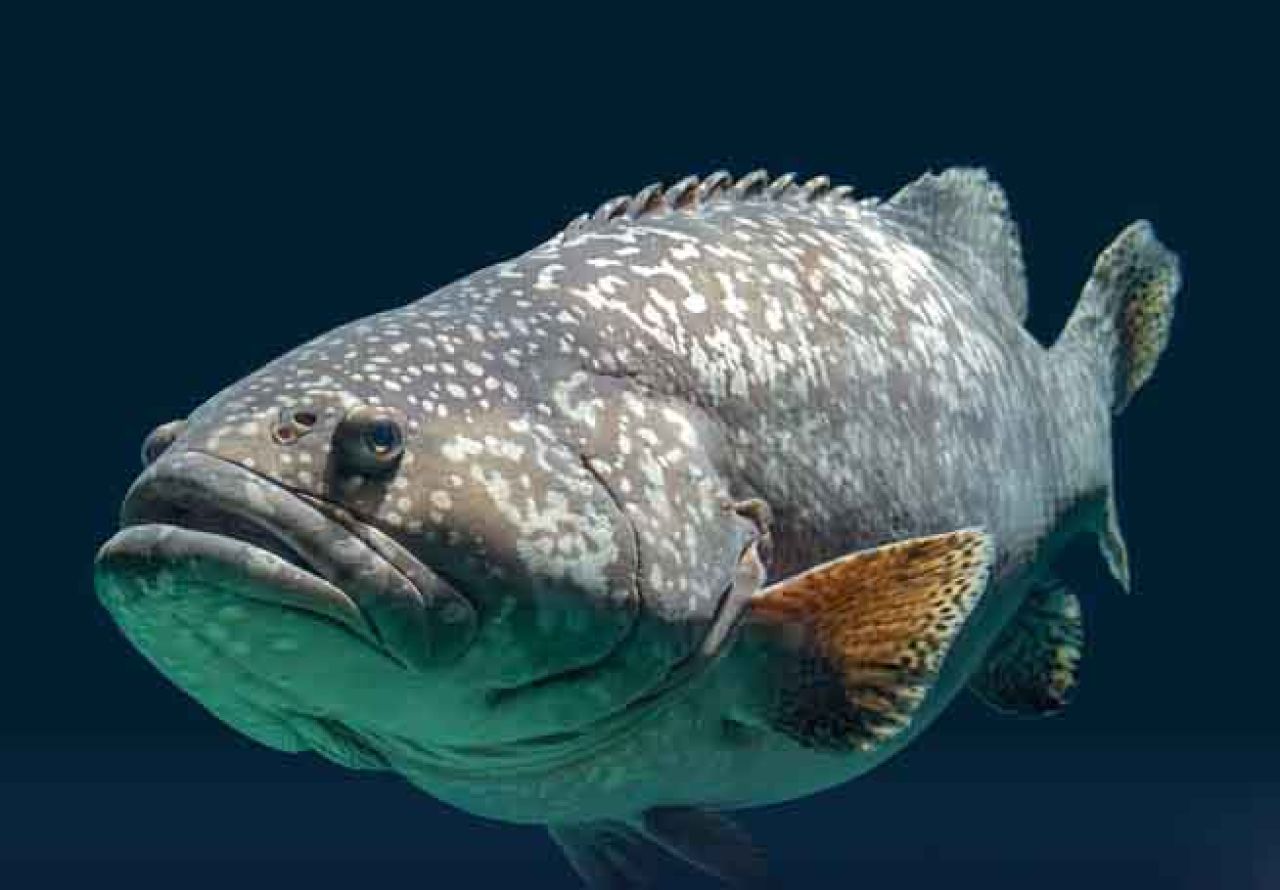 Ikan Kerapu