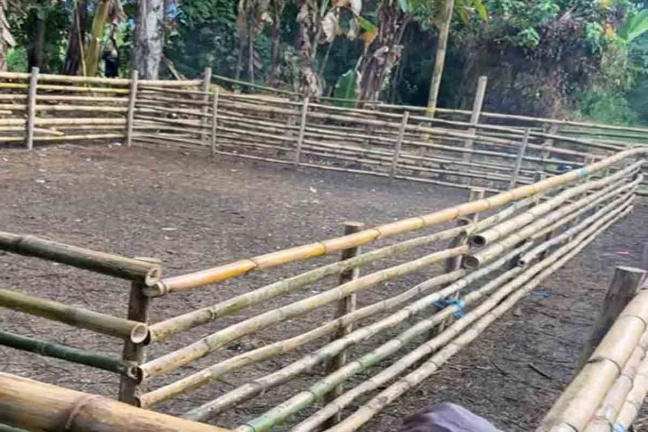 Arena sabung ayam di Desa Mongkoinit