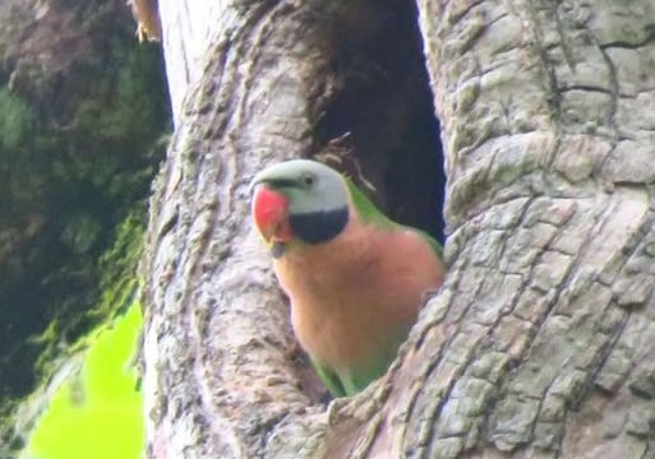 Burung Betet Biasa Biasa