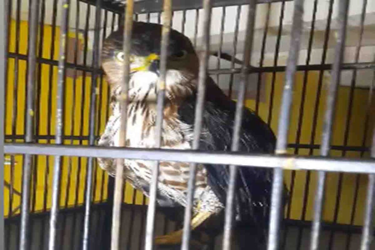 Burung Elangalap Jambul