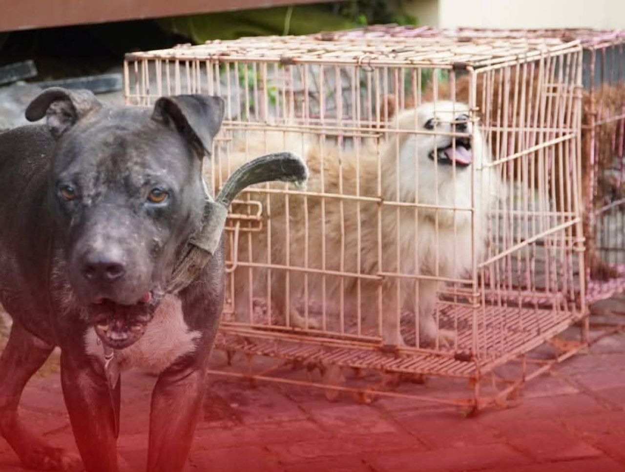 Anjing yang diselundupkan