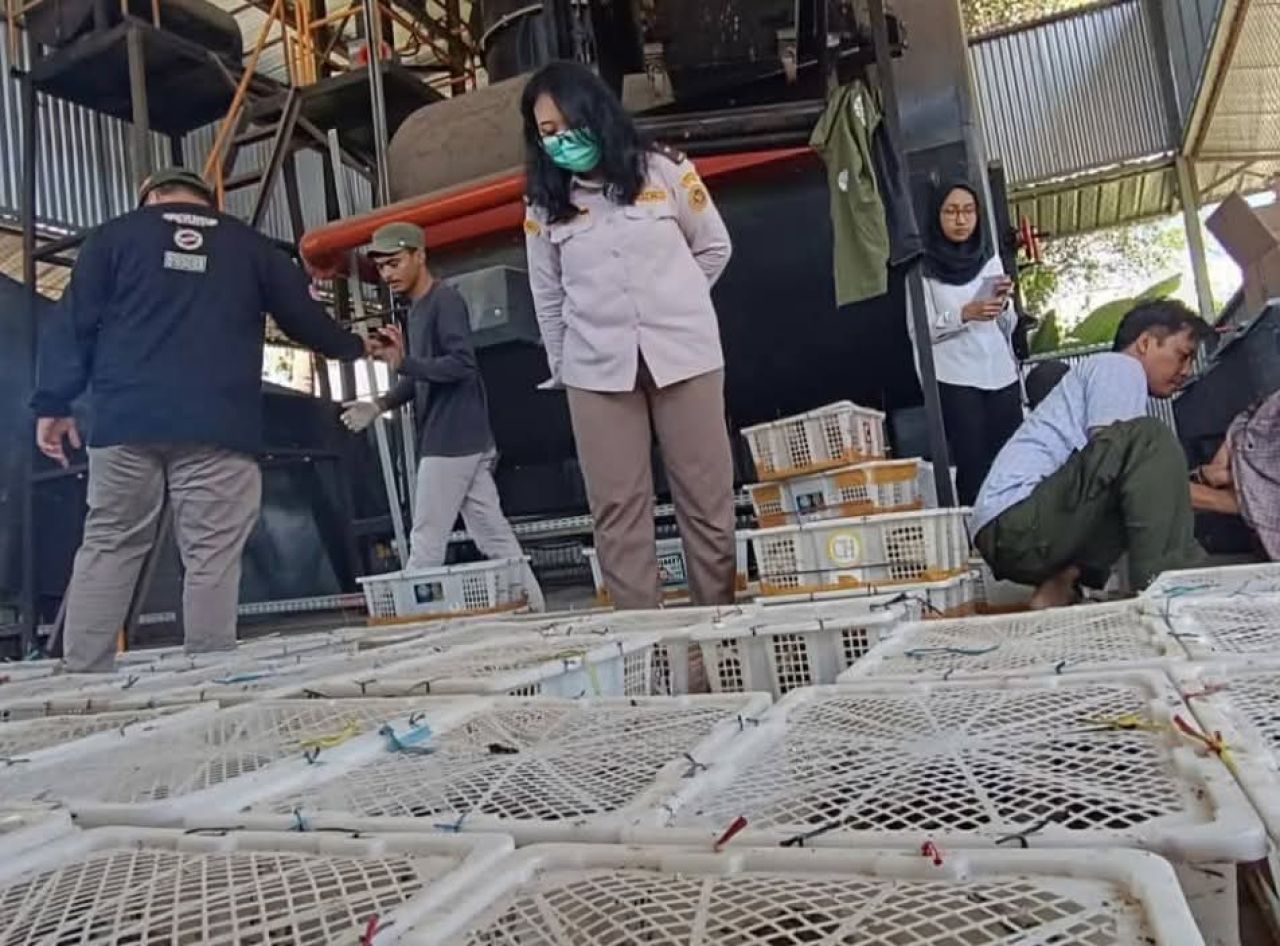 Burung yang gagal diselundupkan